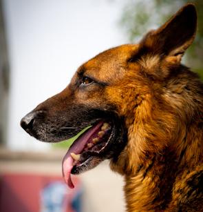 被宠物狗咬后不能吃的食物（宠物狗咬伤后需避免的食物及其危害）