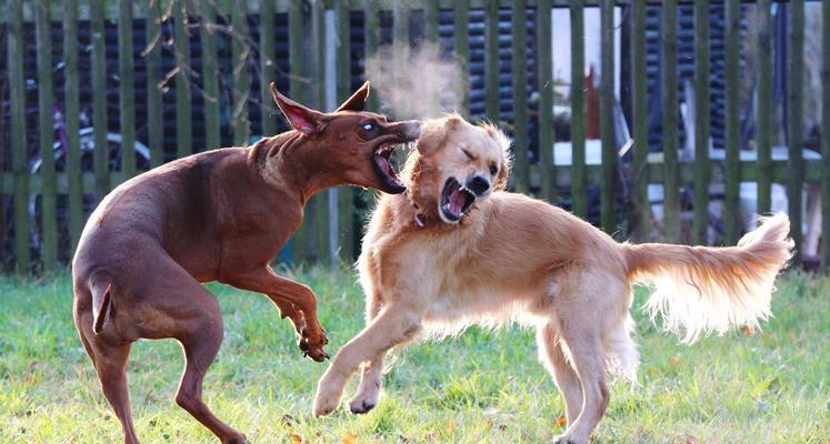 选择何时领养狗狗最佳？（为什么你应该选择在特定时期领养一只可爱的狗狗）