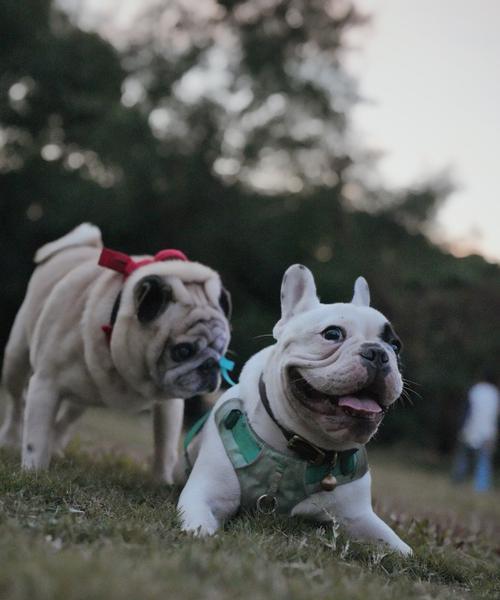 大狗的饮食需求（了解大狗的食物需求，为它提供最佳饮食）