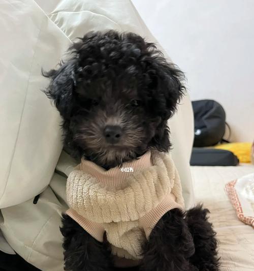 泰迪狗三个月养护指南（让你的泰迪狗健康快乐成长）