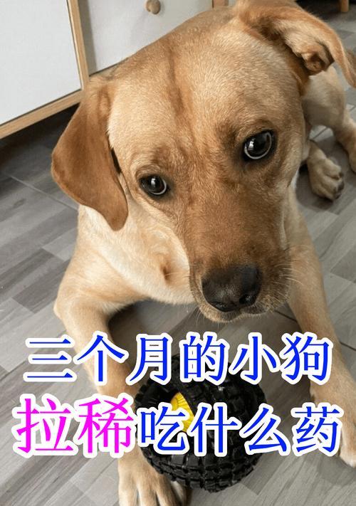 小狗四个月需加强营养，饮食该如何搭配？（帮助宠物狗宝宝健康成长，科学饮食不可缺少）