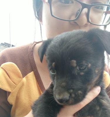 认识狗的常见寄生虫——蜱虫（揭秘蜱虫的外貌特征与生活习性）