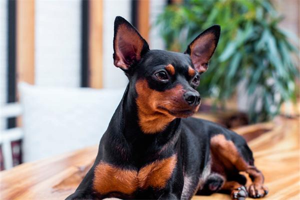 狗狗耳朵掉毛的常见原因