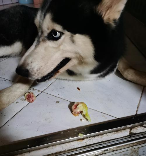 解析家中哈士奇为何以吃草为主题（揭秘哈士奇的食草行为及原因）