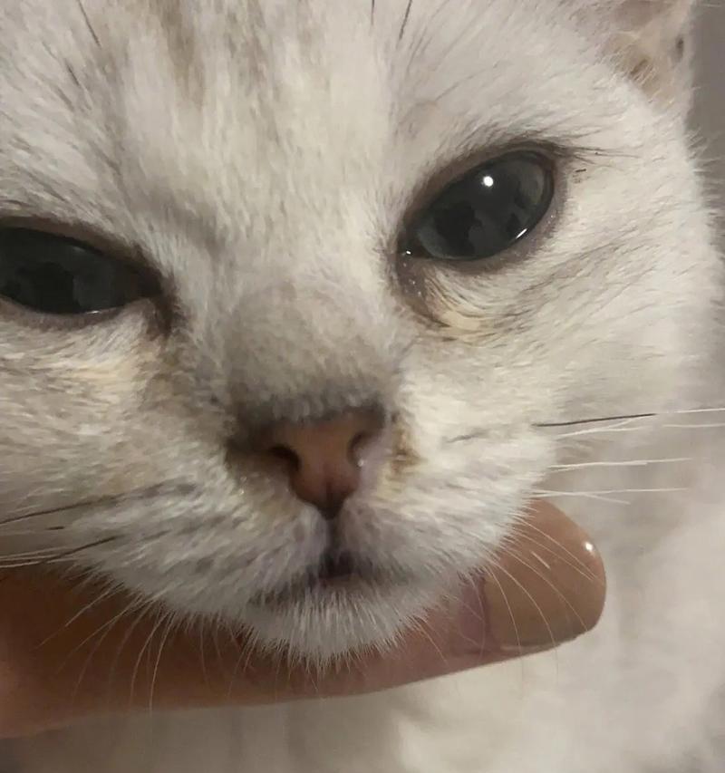 猫鼻支感染症状（一起来了解猫鼻支感染的症状及预防措施）