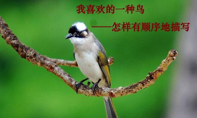 鸟类所最不喜欢的原因——人类活动的干扰（揭示鸟类遭受人类活动干扰的原因与影响）