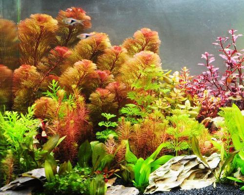 打造理想的水草鱼缸，需要什么？（以鱼缸里种水草为主题，探讨所需条件和技巧）