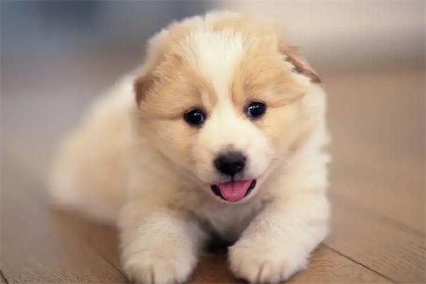 狗狗打呵欠是什么原因? 狗狗打呵欠是什么原因?