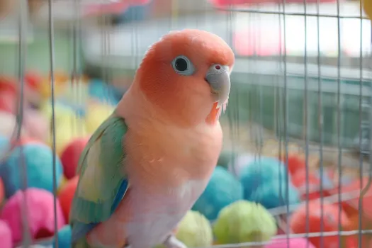 和尚鹦鹉好养吗? 和尚鹦鹉好养吗?