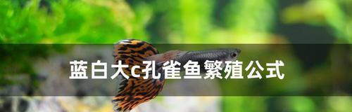 斗鱼繁殖之道（探索斗鱼的繁殖时刻）