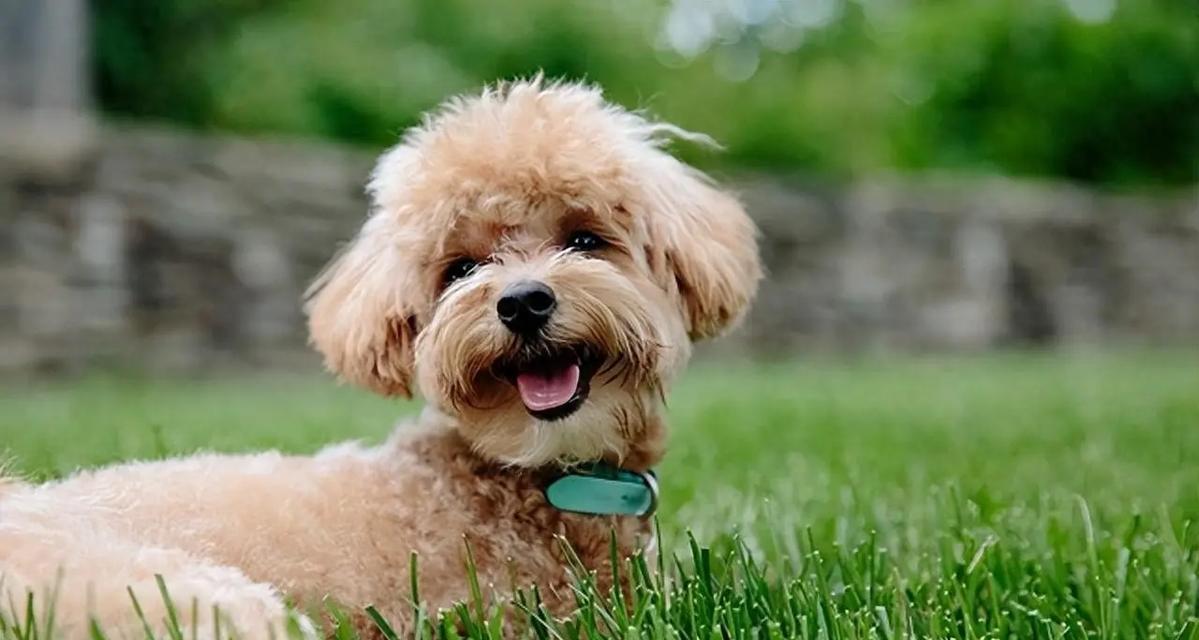 母狗孕期饮食指南（为你的母狗提供合适的饮食，让她健康怀孕）