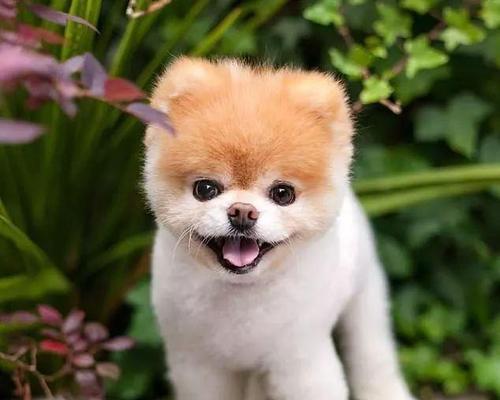 探索狗狗内心的恐惧（解密狗狗内心世界，我们所不知道的恐惧）