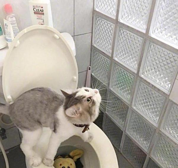 厕所公鸡和猫（良好卫生习惯和生活品质的体现——厕所公鸡与猫的代表意义）