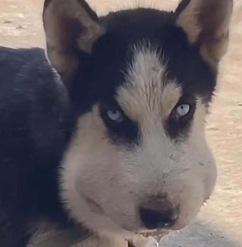 哈士奇狗的水果饮食指南（让你的哈士奇狗享受健康的水果盛宴）