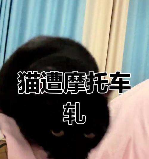 猫摔内伤的生死攸关（摔伤致命一刻，关键是速治）