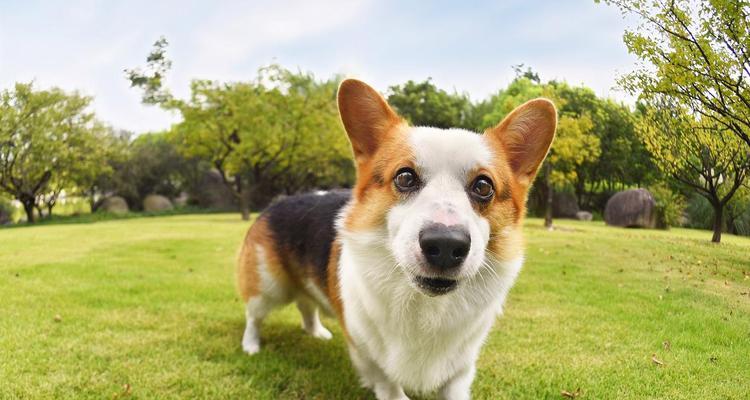 柯基的分类与颜色无关（为何以三色柯基比双色贵？）