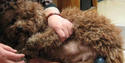 狗狗产仔注意事项（为了狗宝宝和母狗的健康，必须注意以下内容）