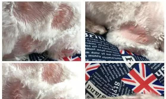 狗狗下巴长白色东西的原因及处理方法（了解狗狗下巴白色物质的意义，帮助宠物更健康）