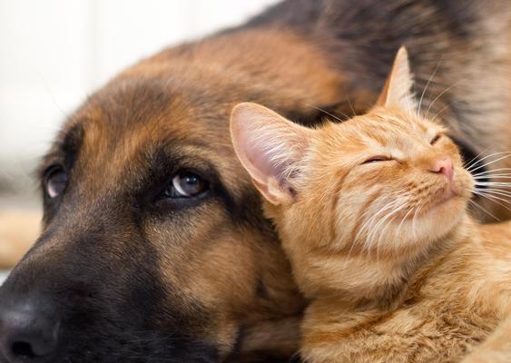 家庭适合养狗狗的理由（选择合适的狗狗伴侣，给家庭带来无尽的快乐）