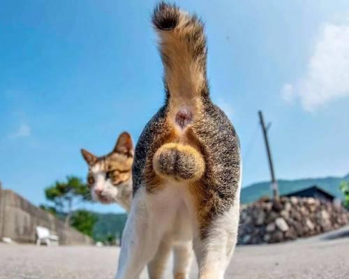 猫咪绝育后蛋蛋多久会扁？（了解猫咪绝育手术对其生理特征的影响）