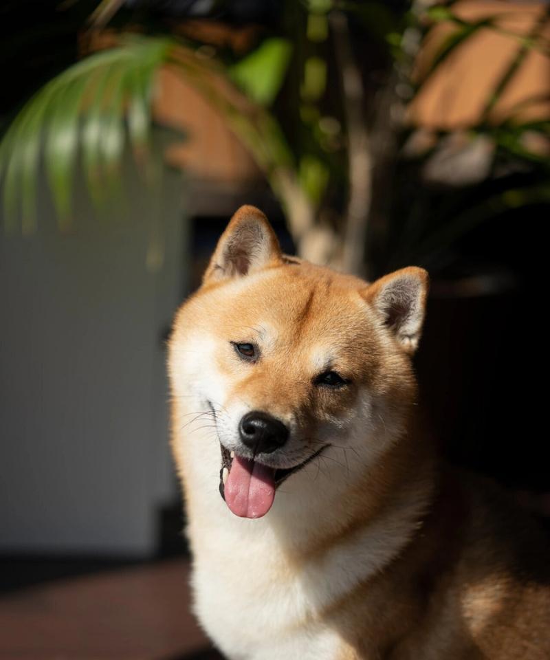 狗狗吐舌头的真相（揭开狗狗吐舌头的奥秘，6个关键真相一览无余）