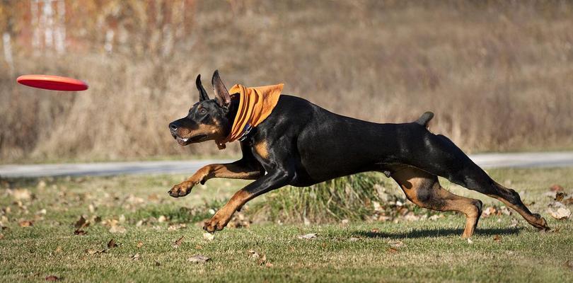 以杜宾打架能打过哪些犬？（探究杜宾作为战斗犬的优势和能力，与其他犬种的对比分析）