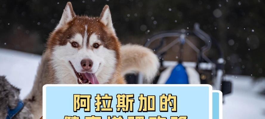 阿拉斯加（探索北方美食文化，揭秘阿拉斯加人多久吃一次骨头的独特饮食习惯）