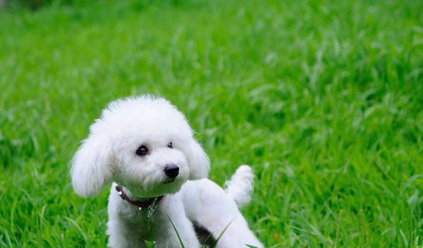 可爱犬的魅力与乐趣（与你一起探索犬的可爱世界）