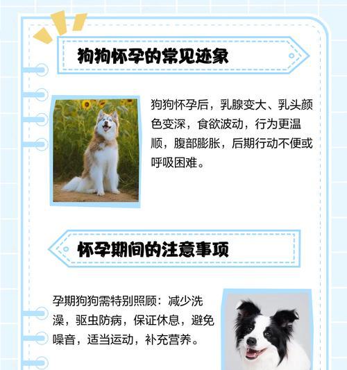 狗狗体温与怀孕时间的关系（探索狗狗体温对怀孕周期的影响）