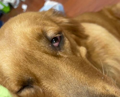 狗狗眼部发红疾病（了解狗狗眼部发红的常见疾病及其处理方法）
