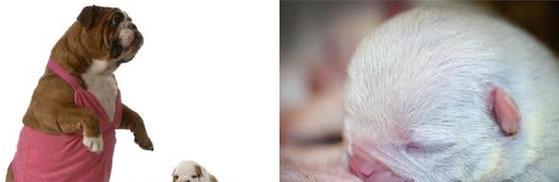 狗狗怀孕多久开始吐？（揭秘狗狗怀孕期间的反应和注意事项）