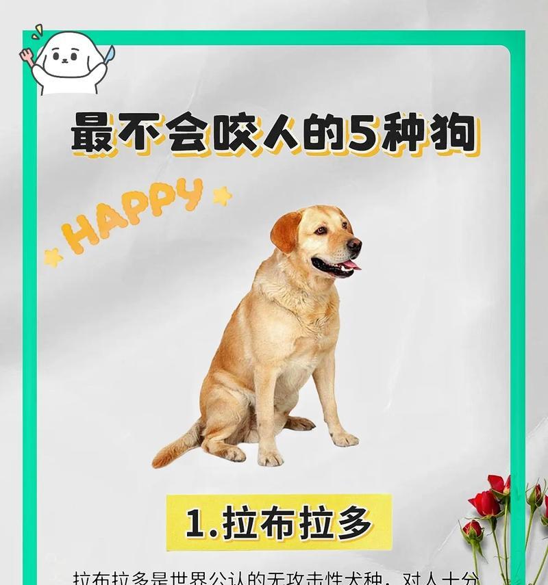 养一只狗狗的花费（了解养狗所需花费及是否能承受得住）