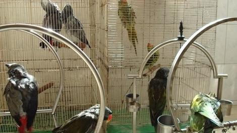 虎皮鹦鹉的养殖技术与方法（打造舒适的家园，呵护可爱的小鸟）