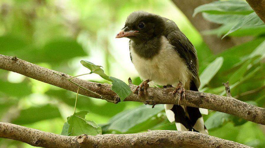 红剑喂养频率的科学之道（红剑喂养频率如何科学合理？多久喂一次最适宜？）