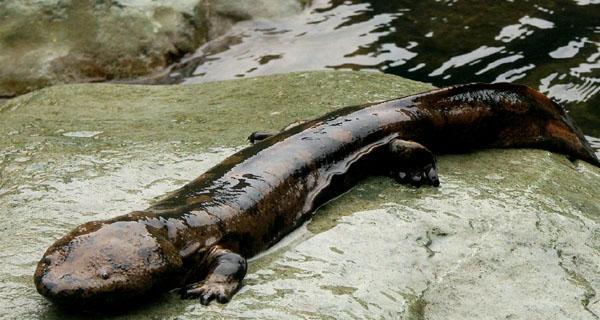 娃娃鱼的饲养之道（了解娃娃鱼的饲养需求，让你的宠物健康快乐）