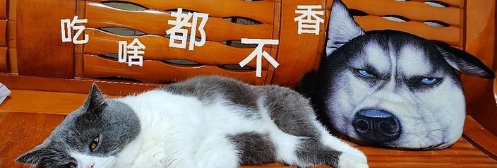 家里来人，猫咪不吃饭了怎么办？（如何处理猫咪因家中来人而拒食的问题）