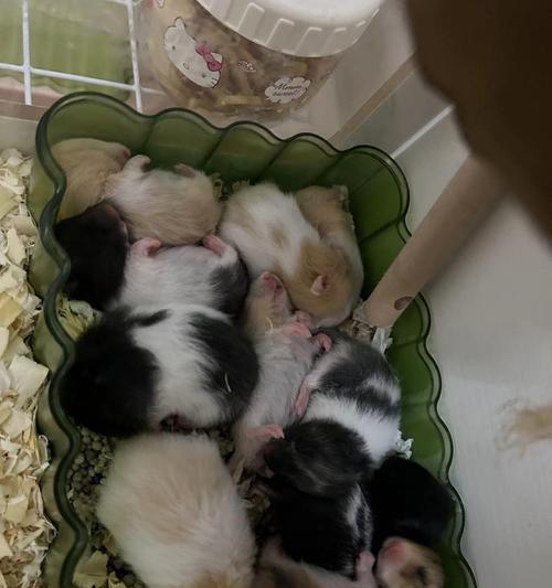 母仓鼠的怀孕症状及注意事项（母仓鼠怀孕周期、身体变化与健康护理）