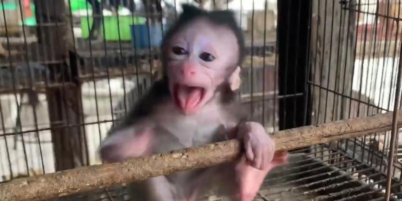 宠物猴子的种类及饲养要点（了解不同种类的宠物猴子，打造合适的养殖环境）