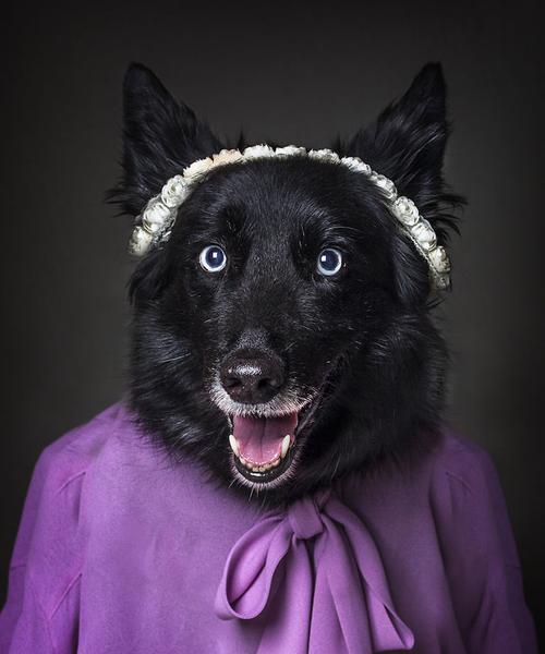 探索黑毛犬的世界（揭秘黑毛犬的品种及特点）