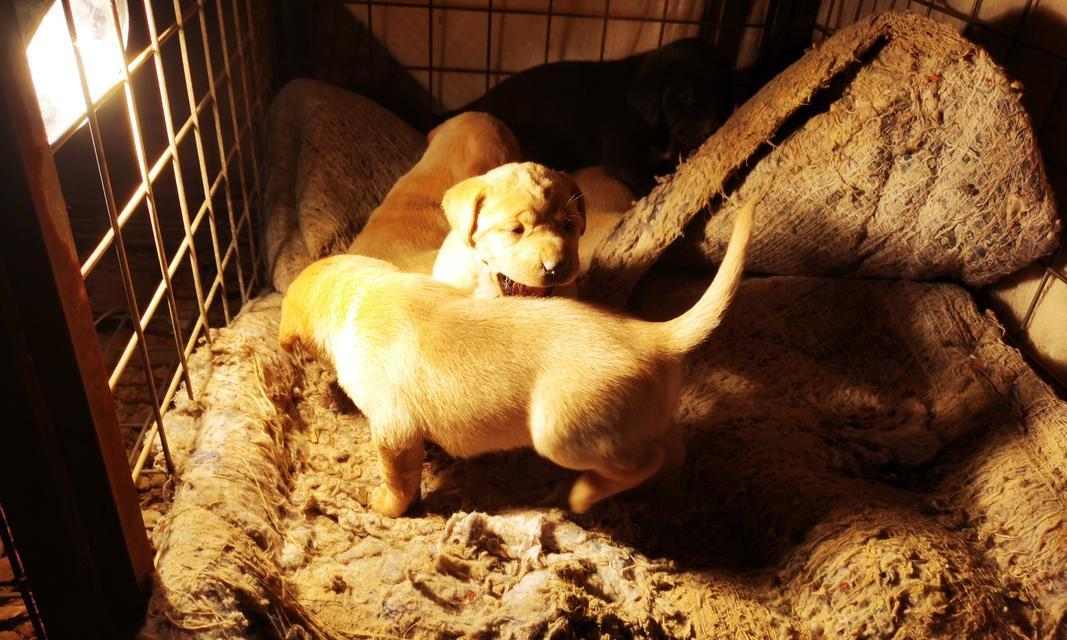 母狗的生产周期与特点（了解母狗生产的时间和过程）