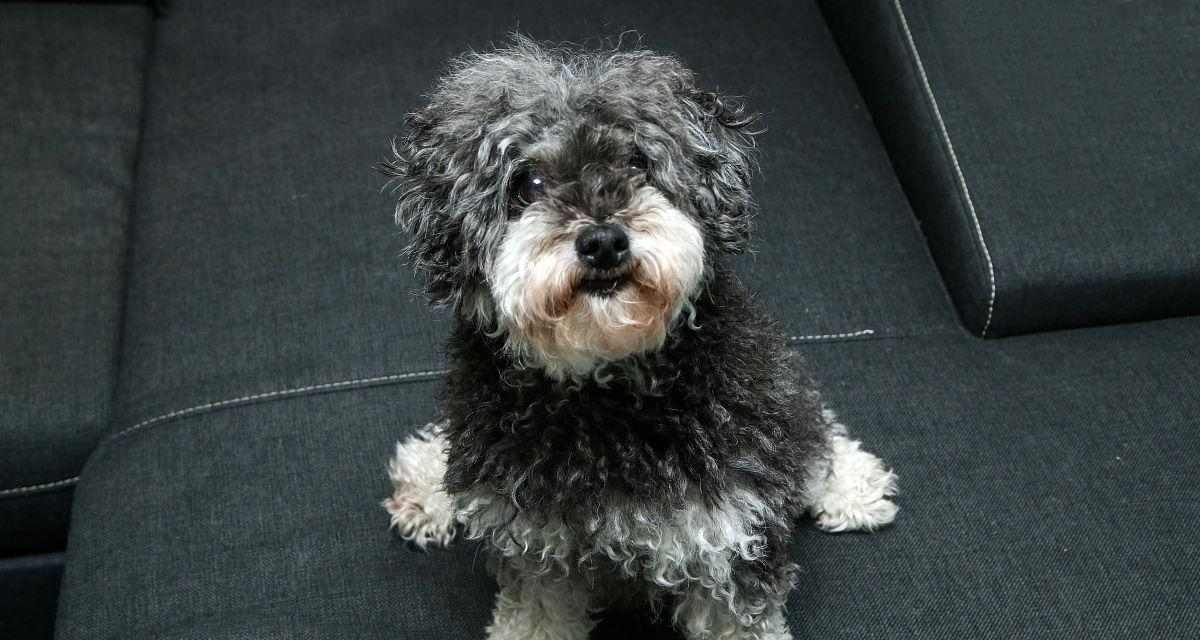 探索卷毛狗狗的特点与魅力（展现卷毛狗狗的多样性及与人类的深刻关系）