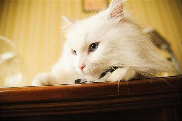 猫尿味很大怎么办? 猫尿味很大怎么办?