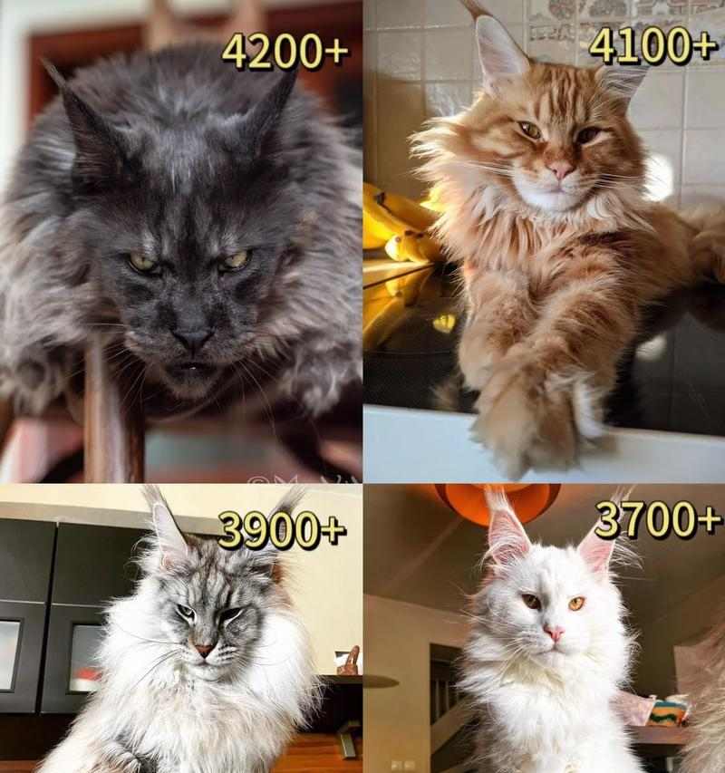 缅因猫的成年期及其特点（探究缅因猫从幼猫到成年猫的发育过程及其特征）