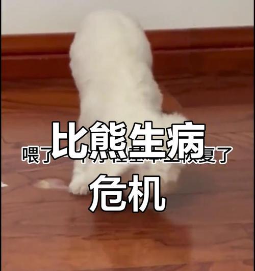 比熊犬常见疾病解析（探讨比熊犬容易患的健康问题及预防措施）