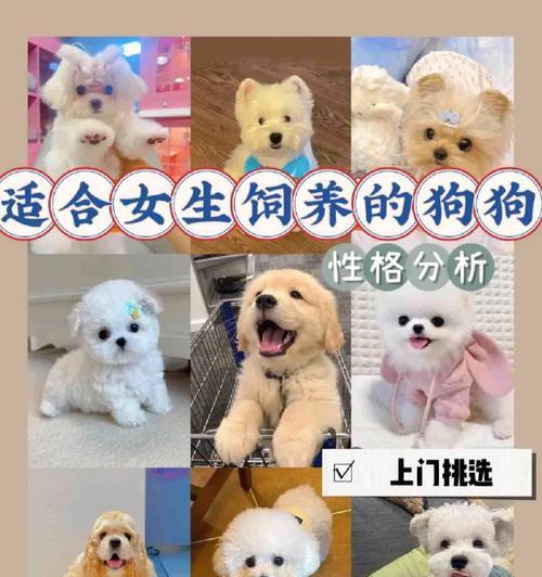 解读“俘获”少女心的博美犬（了解博美犬的可爱与魅力）