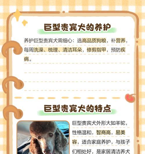 贵宾犬（了解贵宾犬的成长周期和养育要点）