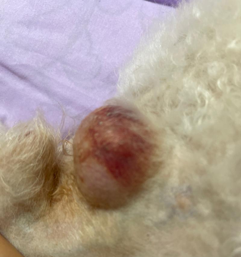 狗脐疝康复时间及治疗方法解析（详解狗脐疝的康复时间和有效的治疗方法）