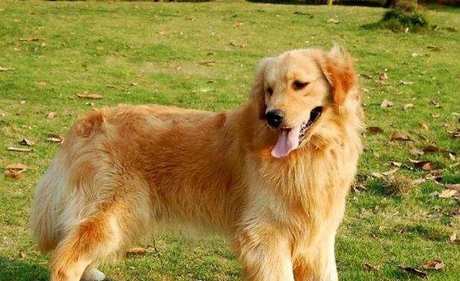 纯种金毛的特征及饲养要点（探寻纯种金毛的迷人特征和养护技巧）