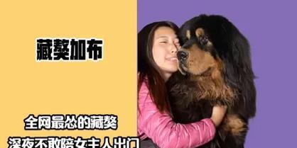 揭秘藏獒（了解这种守护犬的特性及适应环境的要素）