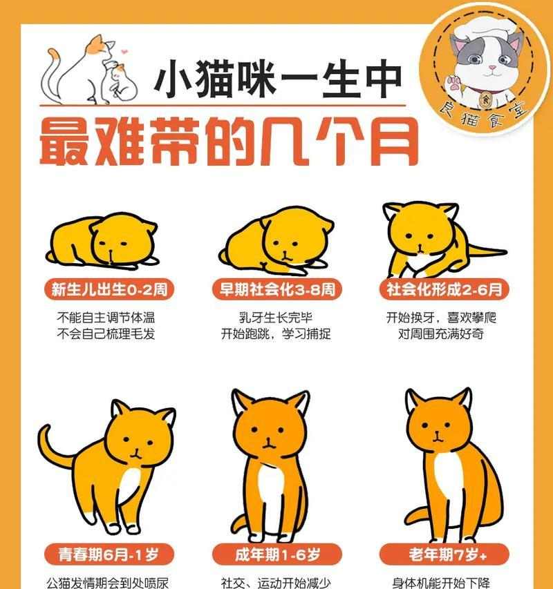 养猫须知（了解猫咪健康知识，给它们更好的生活）
